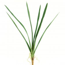 27.5" CYMBIDIUM LEAF GREEN