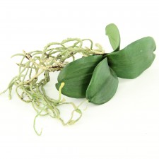 13"PHAL LEAF W/ROOTS GREEN