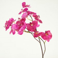 PHALAENOPSIS ORCHID SPRAY