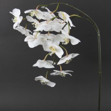 44" PHAL.ORCHID X3 TT.WHITE