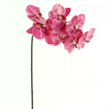 37.5"PHALAENOPSIS ORCHID X8