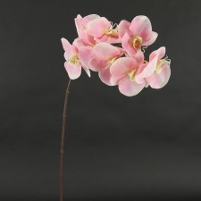 37.5" PHALA.ORCHID HOT PINK