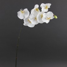 33.5" PHAL.ORCHID TT.WHITE
