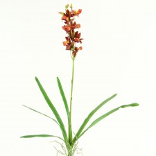 24.5"WILD MINI CYMBIDIUM PLNT