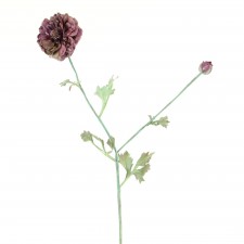 31.5"OPEN RANUNCULUS