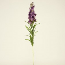 30"SNAPDRAGON PURPLE PASSION