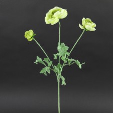 22"RANUNCULUS GREEN