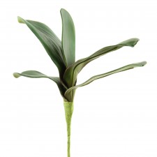 9" PHALAENOPSIS LEAF