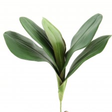11" PHALAENOPSIS LEAF GREEN
