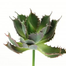 9.5" SUCCULENT GREEN