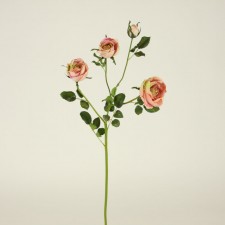 25"FLORIBUNDA ROSE PCH/GELATO