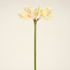 30" AMARYLLIS CHIANTI PINK