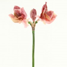 30" AMARYLLIS ROSE/MALEANGINE