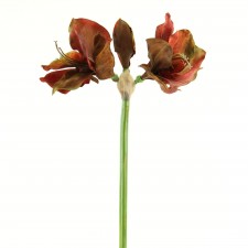 30" AMARYLLIS VILLA RUST