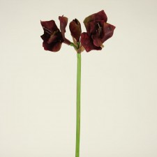 30"AMARYLLIS VINT.BURGUNDY
