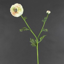 31.5" RANUNCULUS CHAMP/PINK