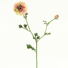 31.5" RANUNCULUS