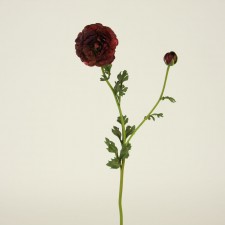 31.5"RANUNCULUS VINEYARD BURG