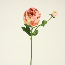 29" PEONY PEACH/GELATO