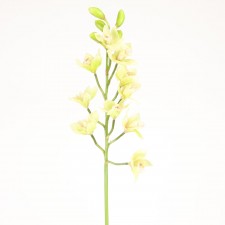 27.5"WILD CYMBIDIUM ORCHID