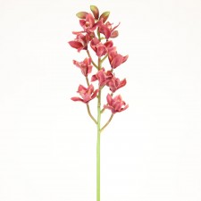 27.5"WILD CYMBIDIUM ORCHID