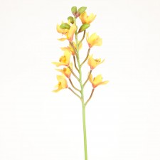 27.5"WILD CYMBIDIUM ORCHID