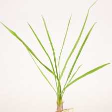 24.5" CYMBIDIUM LEAF GREEN