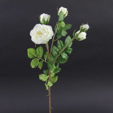 23"ROSE ENGLISH TROILUS