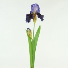 26.5" BEADED IRIS BLUE