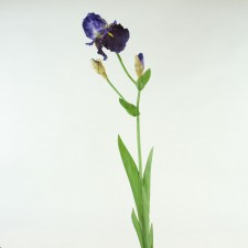 39" BEADED IRIS BLUE
