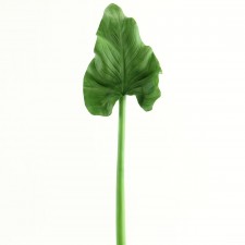 31.5" CALLA LEAF GREEN