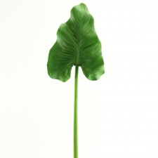35.5" CALLA LEAF GREEN