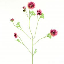 50"TALL RANUNCULUS ORCHID