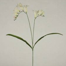 23" FREESIA WHITE