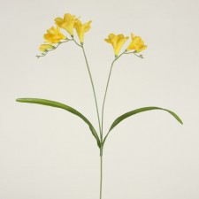 23" FREESIA YELLOW