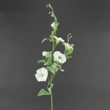 29" PETUNIA WHITE