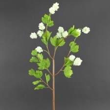 37.5" HOPS M. WHITE
