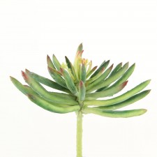5" SUCCULENT GREY/GREEN
