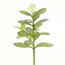 11" SUCCULENT GREEN