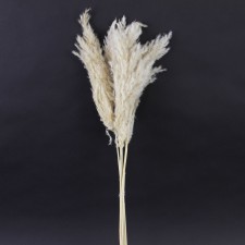 25.5-28"SMOOTH PAMPAS GRASS
