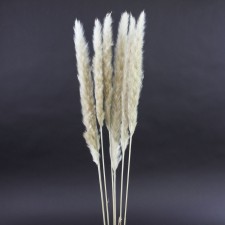 25.5-28"FLUFFY PAMPAS 6/PKG