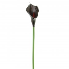 27" LATEX CALLA LILY A25