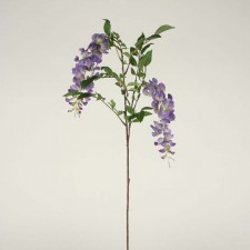 WINDSOR WISTERIA BRANCH X2