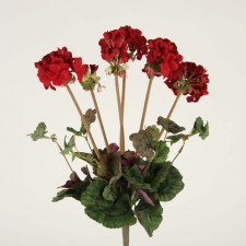 MANOR GERANIUM BUSH X6 RED