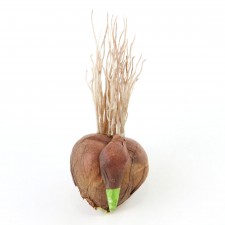 SMALL BULB W/ROOTS A75