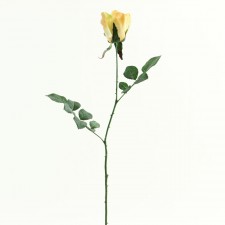 25"RANUNCULUS X2 A4 B11