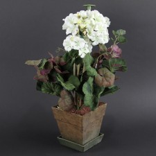 19" POTTED GERANIUM WHITE