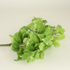 31"HG.POTATO LEAF BUSH X9