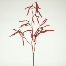 42"TWISTD TREEBEAN SPRAY