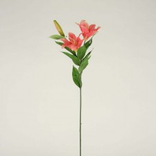 27" STARGAZER LILY X2 MELON